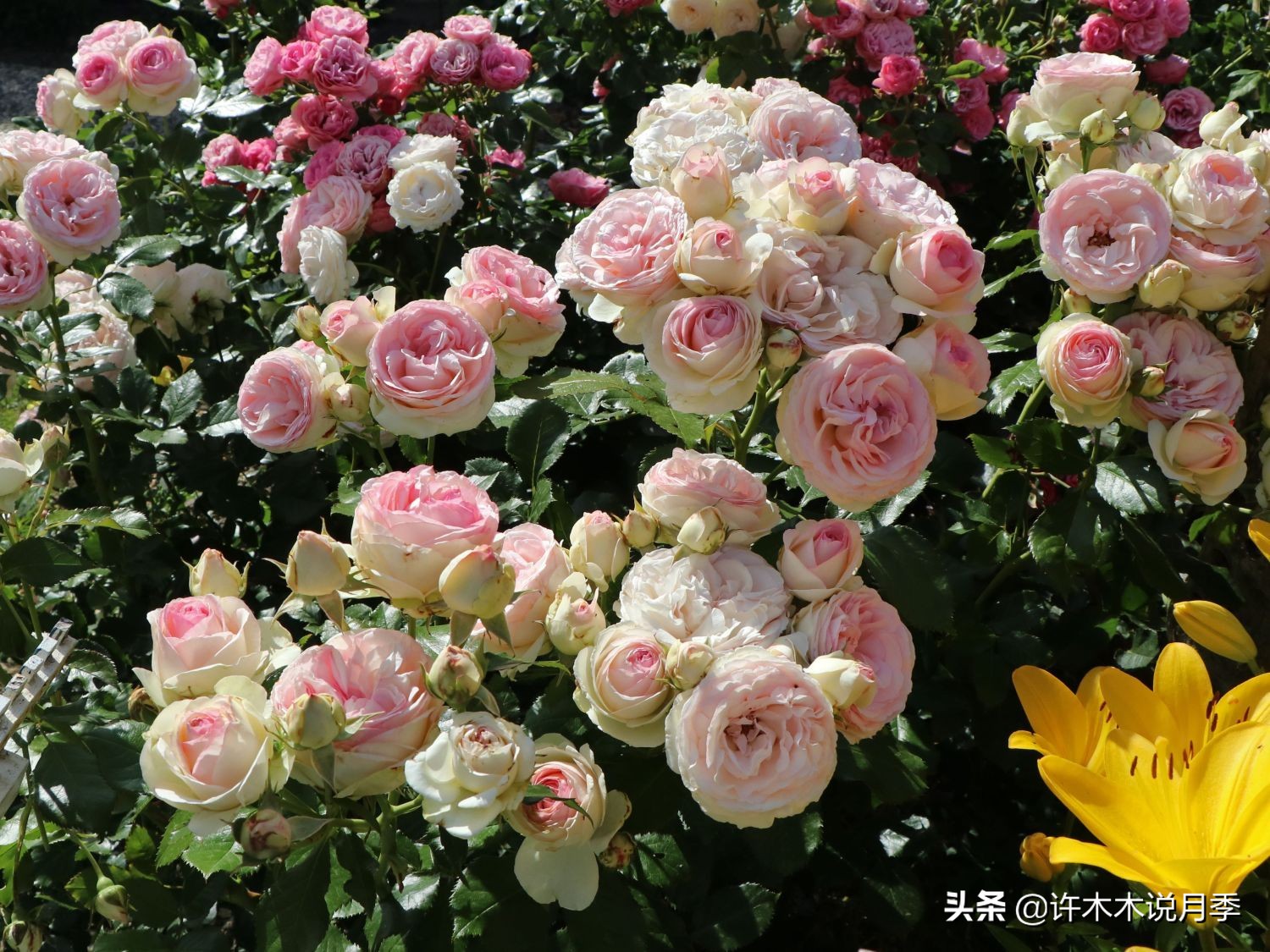 如何制作月季的肥料,月季自制液体肥怎么用最好