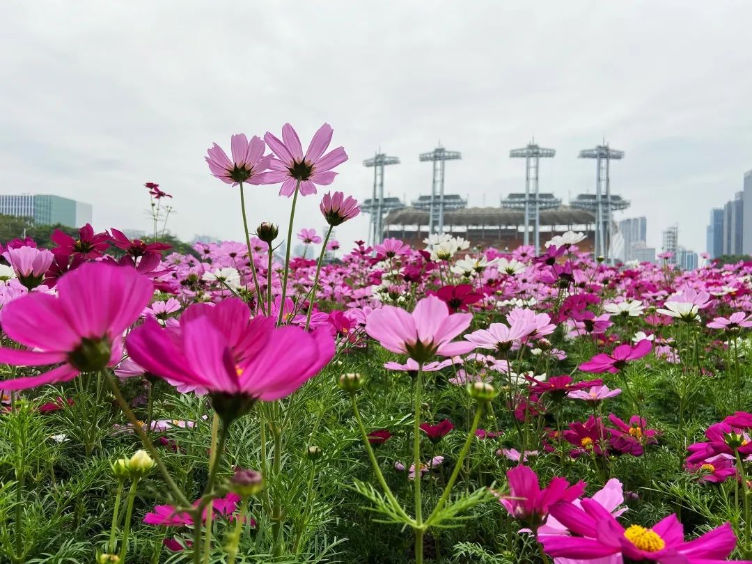 海心沙的花海美爆了,广州海心沙花海