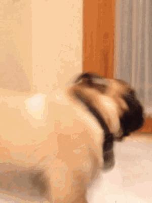 家狗身上痒有脱毛现象怎么办,狗到夏天脱毛特别严重