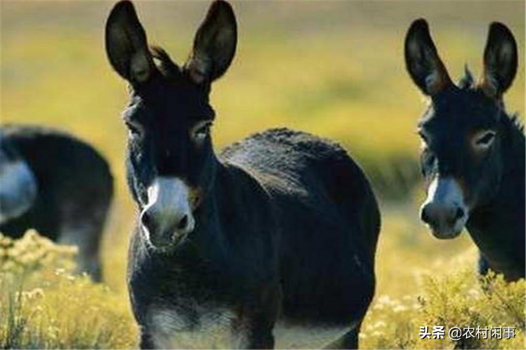 养驴热度越来越高,别盲目涉足,提前做好这些方面才是关键