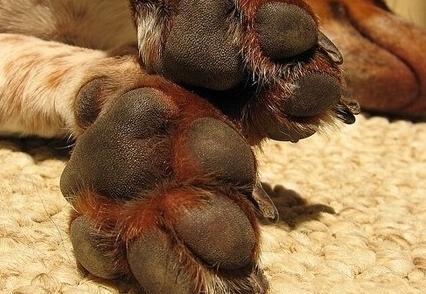 狗狗足部清洁用什么好,狗狗的护理部位有哪些