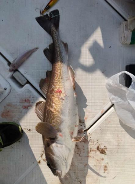 海钓趣事,海钓历险记视频大全