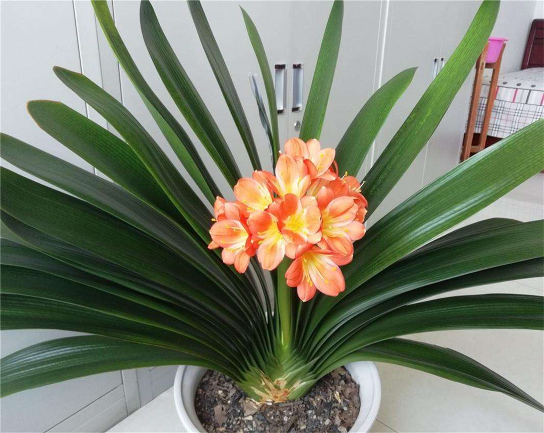 看看君子兰的浇水秘籍,给君子兰浇水牢记这5看