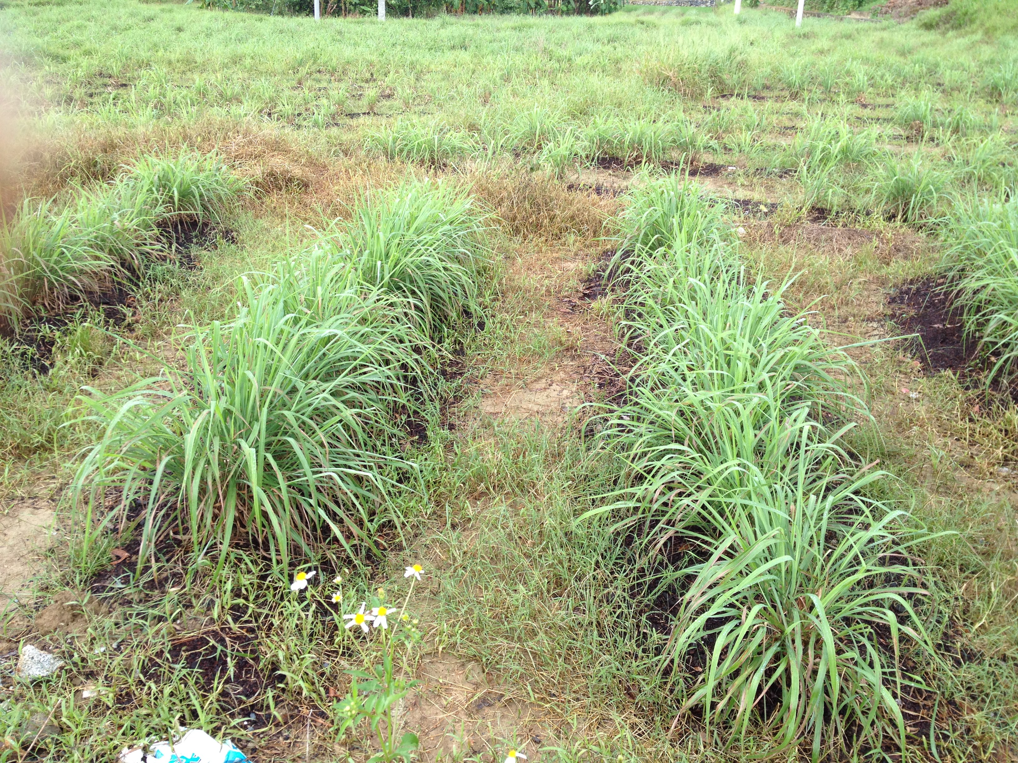 广西特色香料资源与产业现状