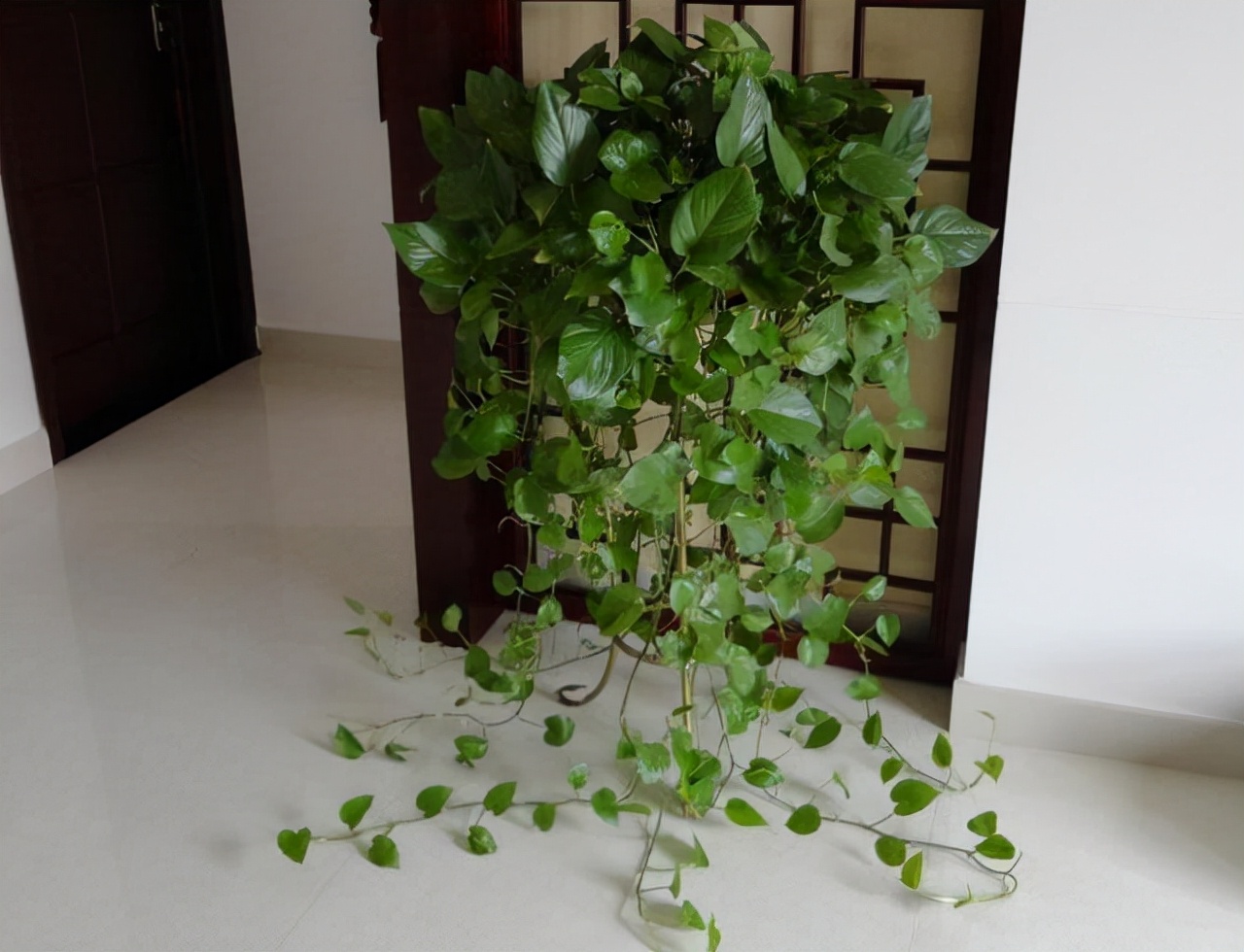 绿萝怎么养叶片长得快,绿萝的叶子养来养去越来越小