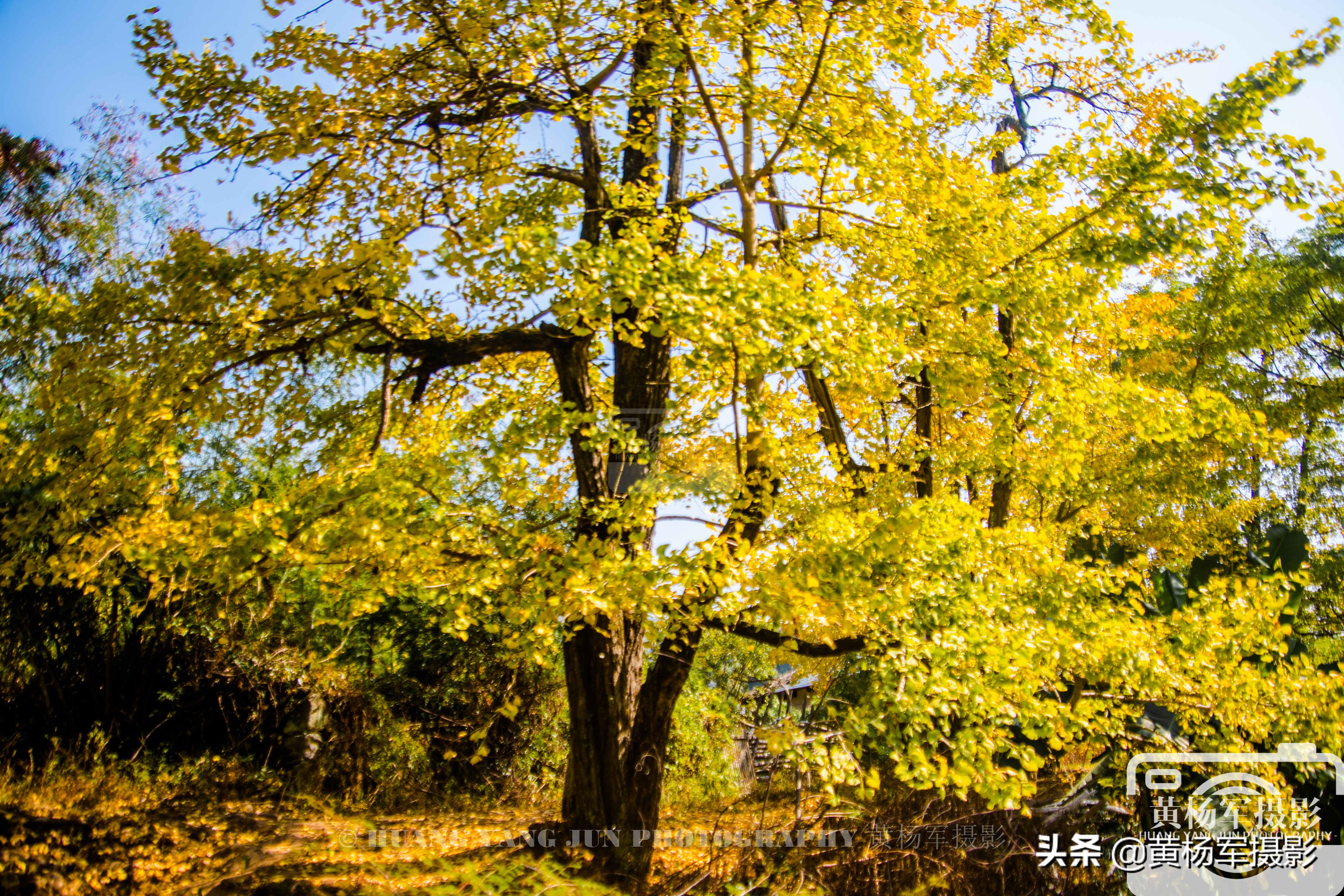 韶关千年银杏在哪里,南雄帽子峰银杏和坪田银杏哪个好
