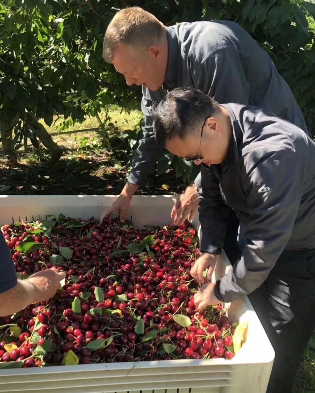 如何申请百果园供货商,百果园采购团队是如何有效运营的