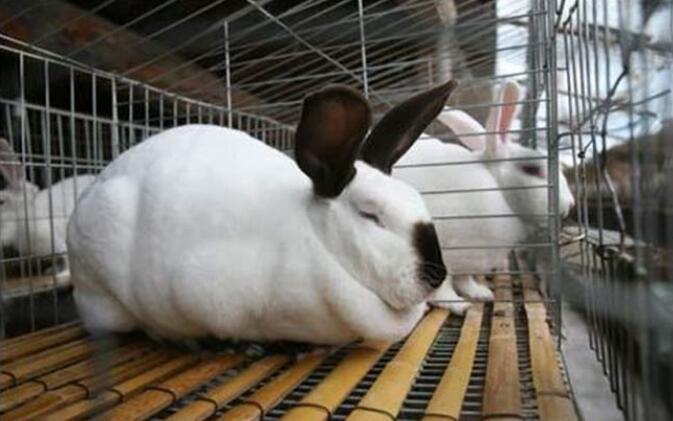 肉兔养殖最好方法,肉兔高效养殖新技术视频教程