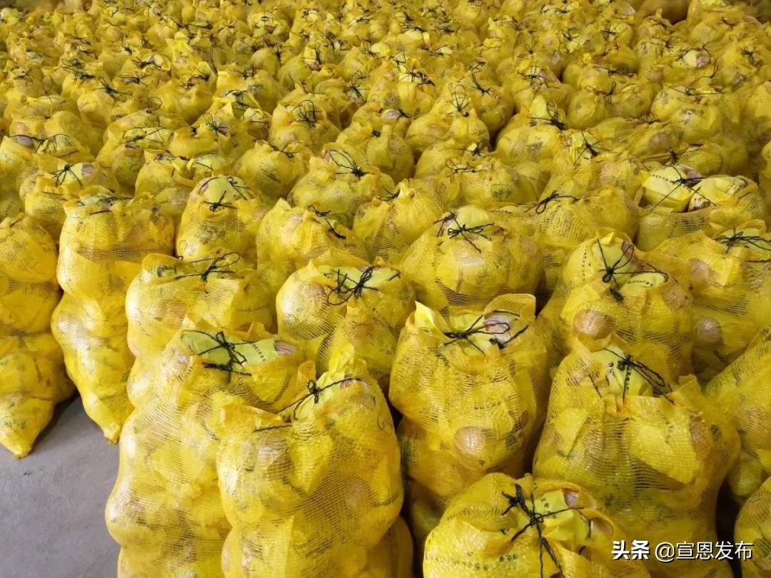 宣恩贡水柚直播间,宣恩贡水白柚苗