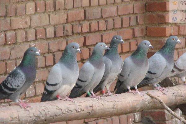 鸽子需要矿物质吗,鸽子的食物有哪些