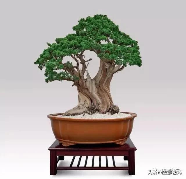 桩景类树种都有哪些,100种常见景观树种