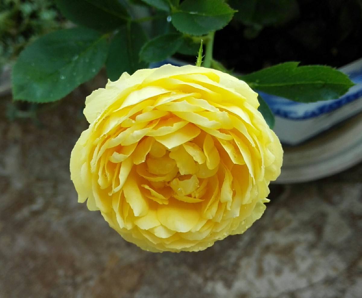 什么花都适用的制干花方法,哪些花卉做干花效果最好