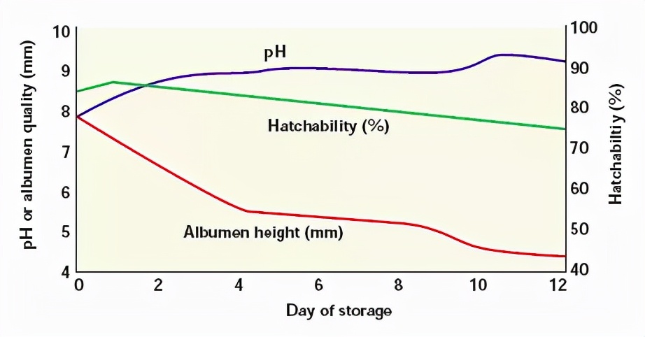 雏鸡跛脚是什么原因,雏鸡勾脖子蹲腿是什么病
