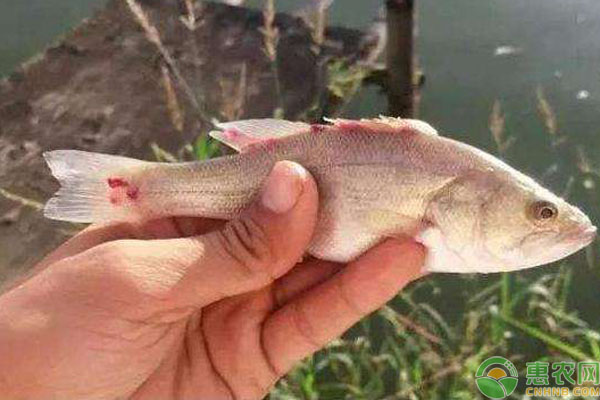 鱼身上有红点烂尾怎么回事,鱼身上有红斑烂尾怎么办