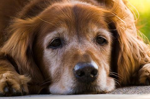 老年犬的日常保健视频,老年犬的饲养管理文章