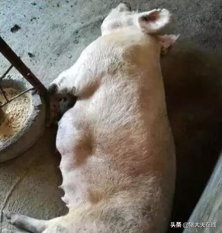 老兽医给猪治疗,老兽医看病绝招