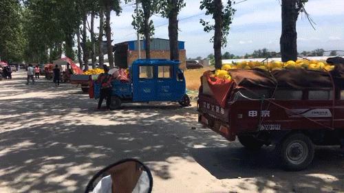 30万斤黄金蜜瓜卖不动！这甜蜜的烦恼，让散户果农们苦不堪言