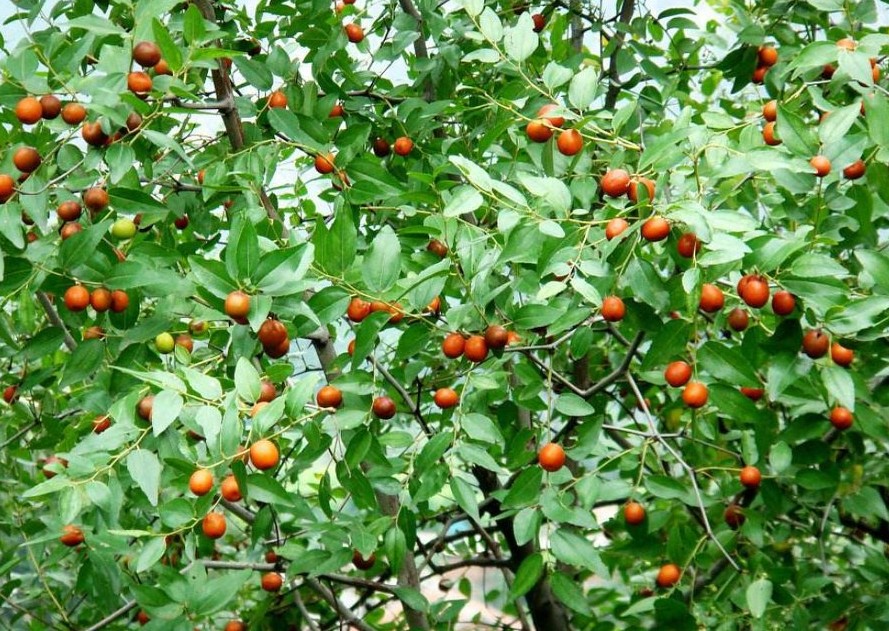 失眠多梦难入睡用什么中药调理,难入睡失眠怎么中药调理