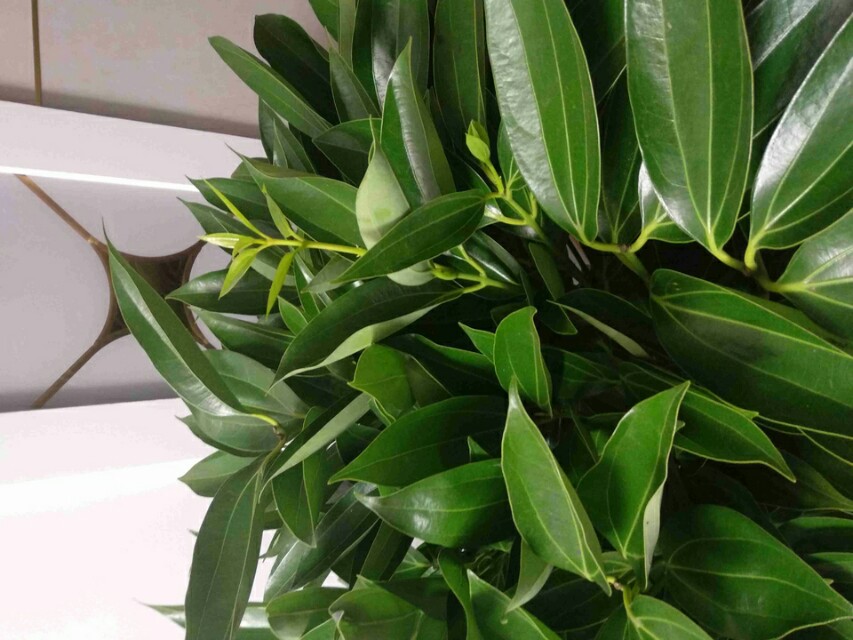 平安树的枝干变黑了怎么办,平安树正常叶子是什么样的