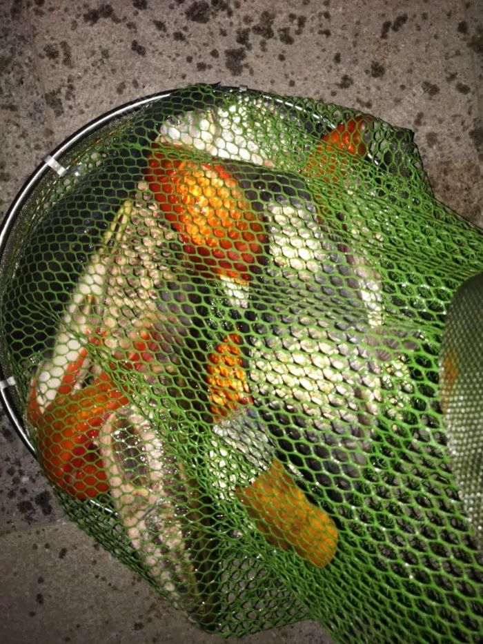 钓鱼一时爽一直爽,钓鱼一时爽一直钓一直爽