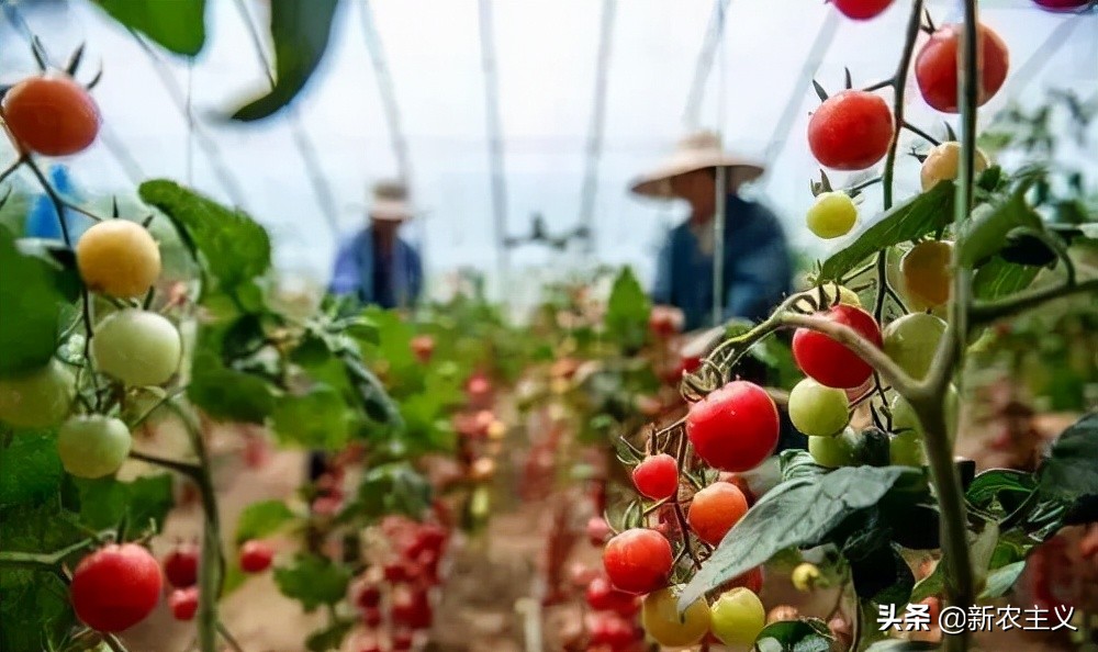 农产品采后高损耗原因及对策,农产品采后损耗