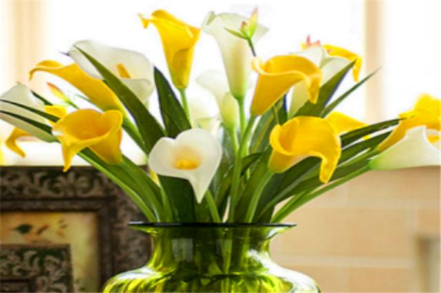 马蹄莲如何复花,马蹄莲开花的时候能不能换盆