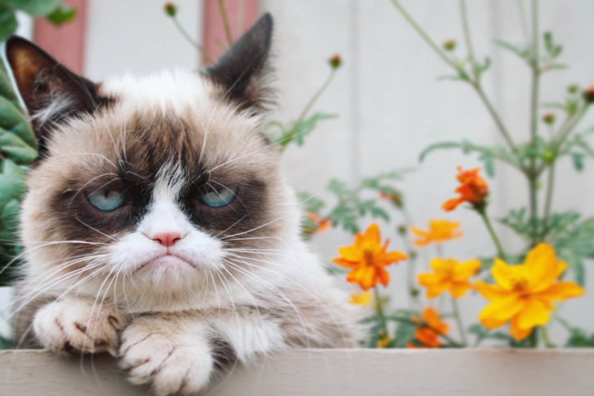 最早一批的网红猫咪,十大被做成网红猫的猫咪