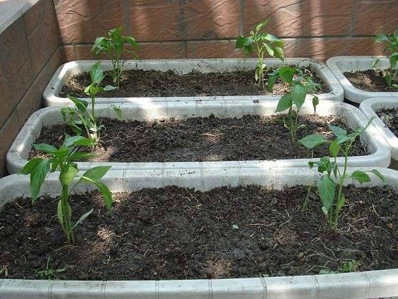 阳台种菜最关键的是什么,阳台种菜关键技术小白菜