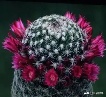 6月到了，送你6花6蝶6鸟6景6曲6诗，这月顺顺利利。