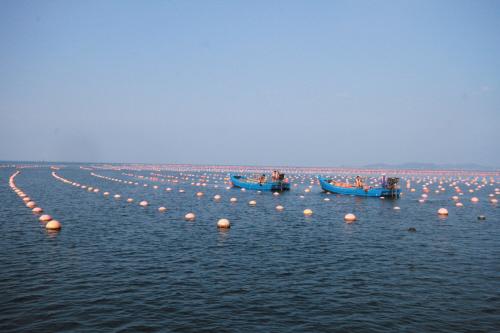 养殖网箱最新消息,淡水网箱养殖最新政策