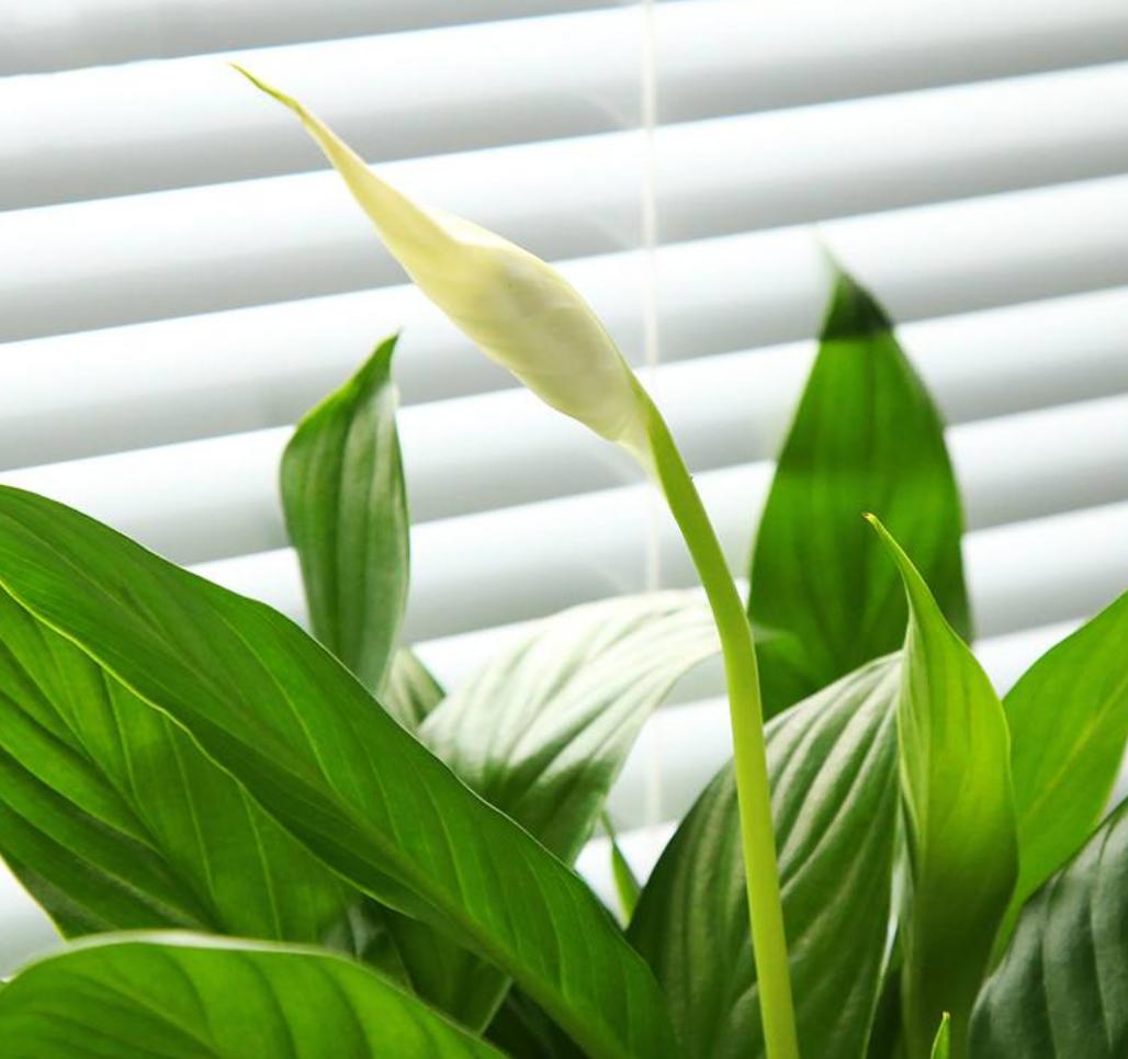 白掌叶子灰蒙蒙的不亮要怎么解决,白掌叶子发黑怎样养白掌才能旺盛