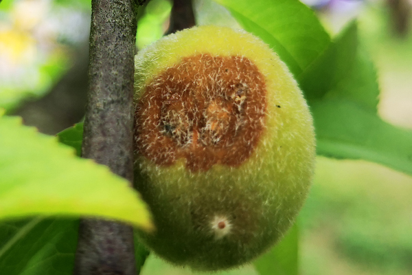 桃树成僵尸果怎么处理,桃树怎么管理才没有僵果