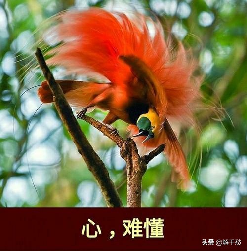 人心隔肚皮虎心隔皮毛日久见人心,人心隔肚皮日久见人心怎么理解