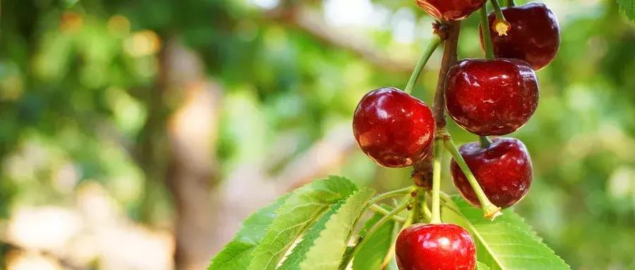 西安周边摘樱桃的地方,西安摘樱桃最佳地点