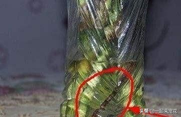 富贵竹里放生锈的铁钉还是新的,锈铁钉养富贵竹