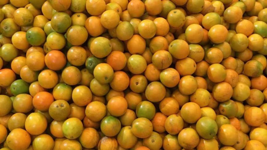 如何挑选质量好的柑橘,柑橘新品种层出不穷如何选择