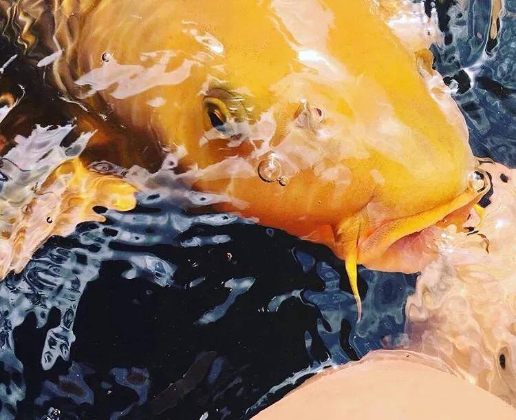 气温回暖锦鲤投喂饲料前准备工作,天气回暖开始肥水投喂饲料