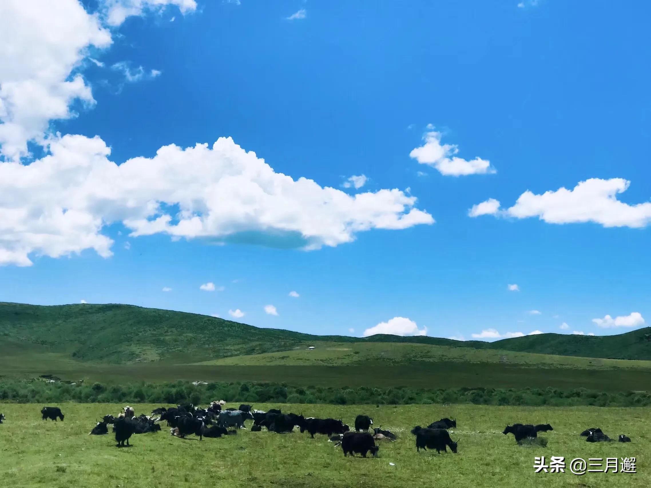 从若尔盖到九寨沟沿途哪些风景,若尔盖到尕海一路风景