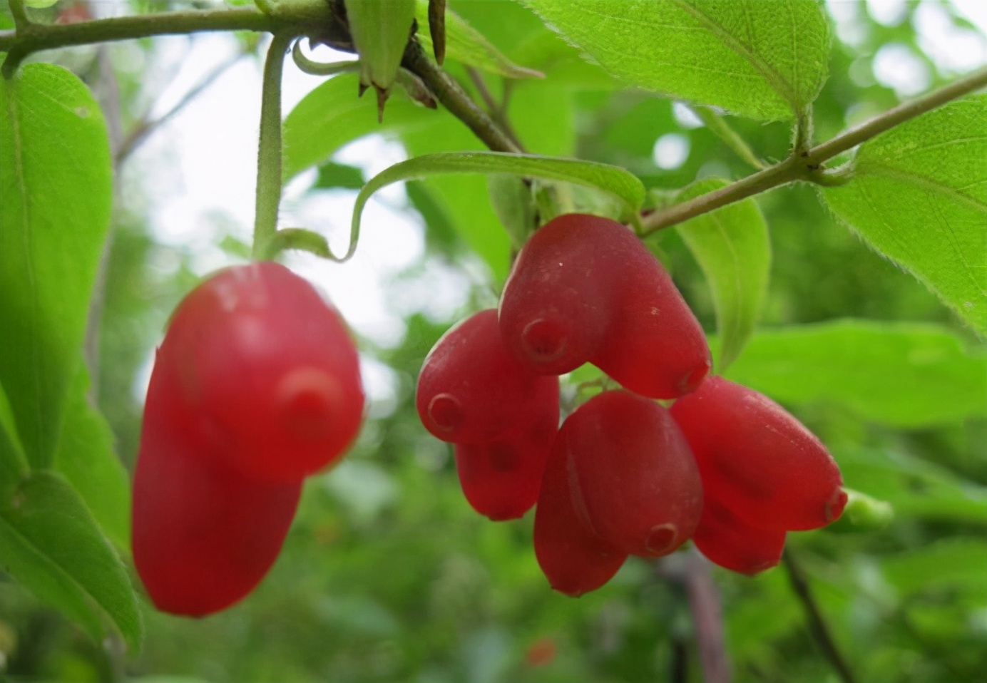 百种果子简介,百种果实图片