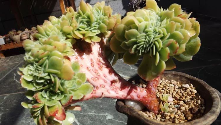 爱机车,爱多肉,宝妈花姐的诗和远方