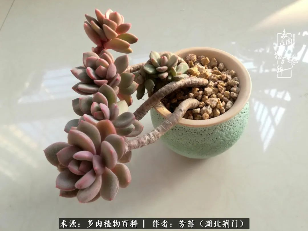我的桃源：多肉之美，日甚一日，年胜一年