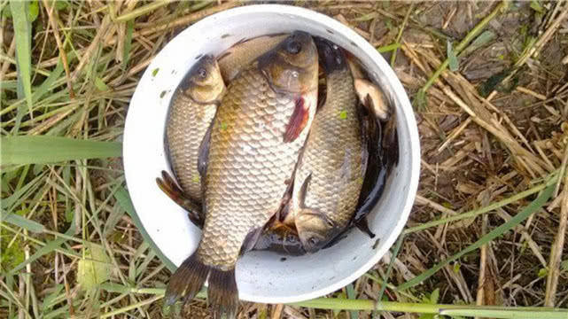 钓鱼人钓的是什么,钓鱼人就是这样收获满满