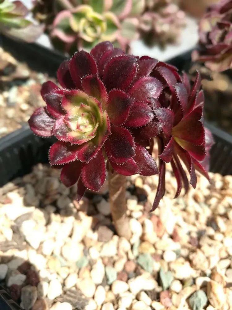 适合从小养到大的多肉,由小到大由浅入深