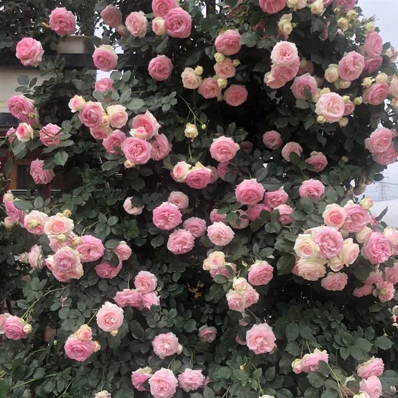 养花人最值得养的十二种花，一种花一种风华，你家养了几种？