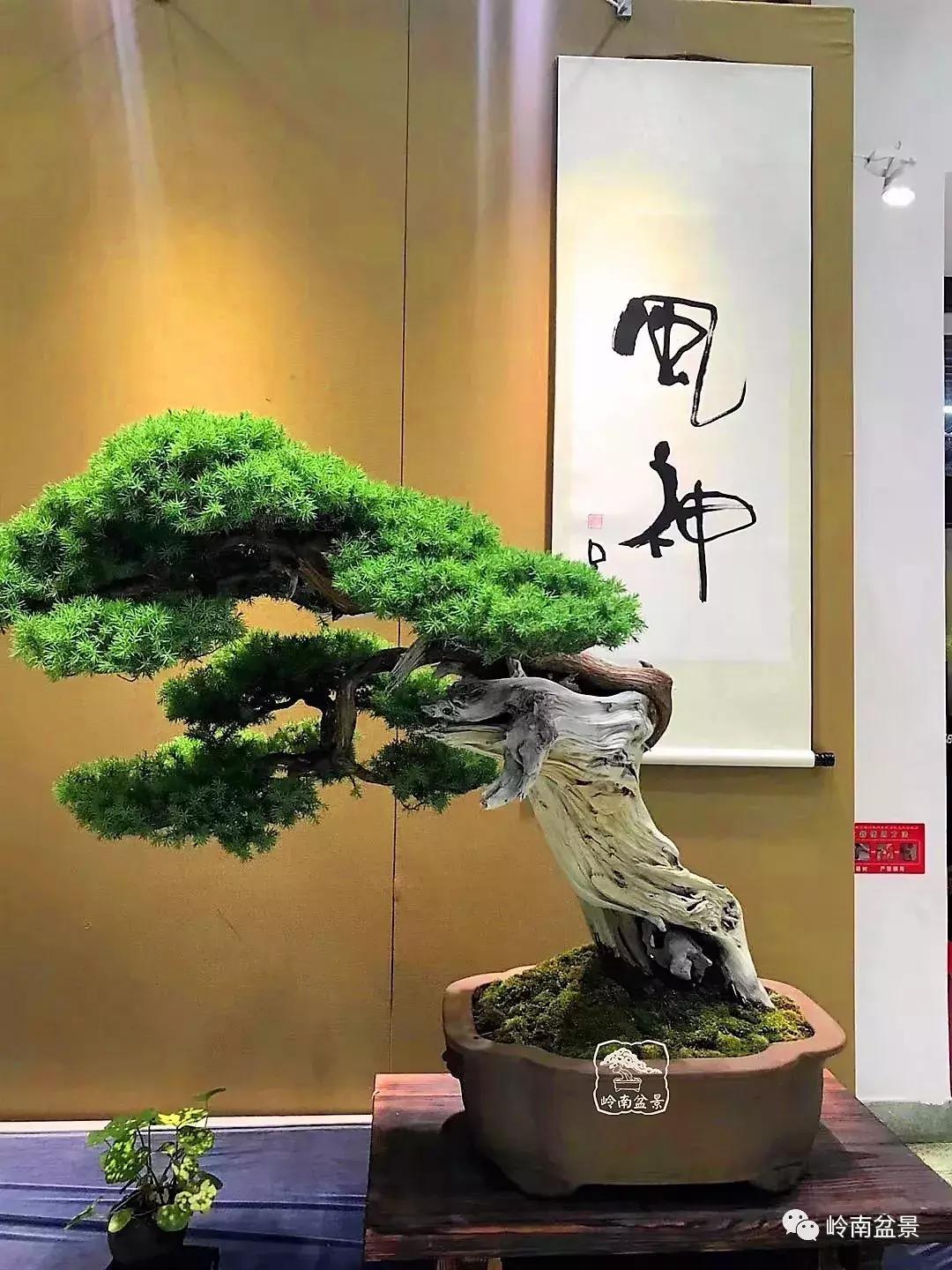 苍劲古朴挺拔有力的老桩盆景欣赏,老态龙钟盆景作品欣赏