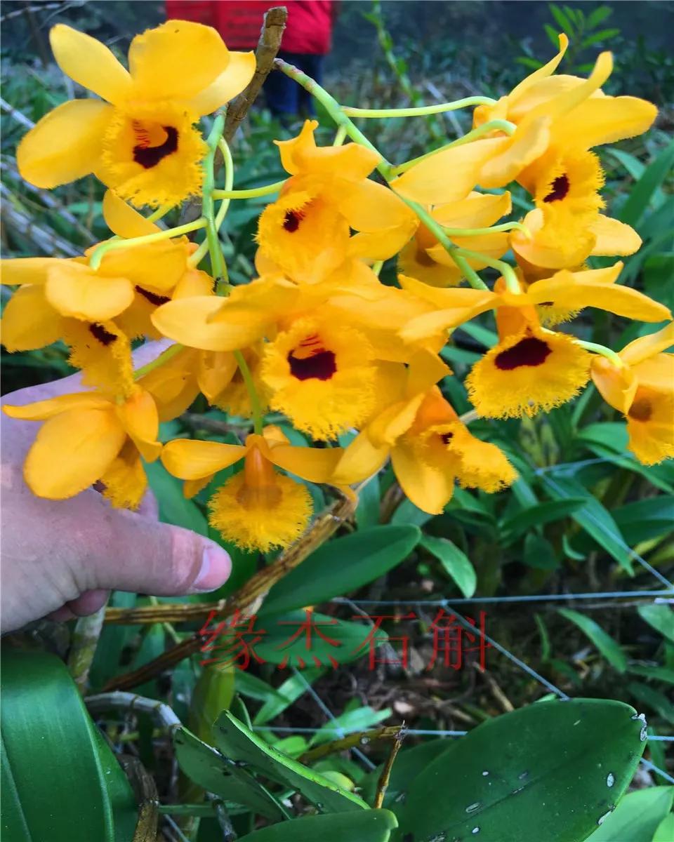 野生石斛的功能与用法,野生石斛和人工种植的区别