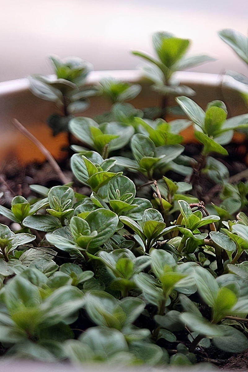 薄荷长出长长的枝条可以扦插吗,薄荷扦插几盆最好