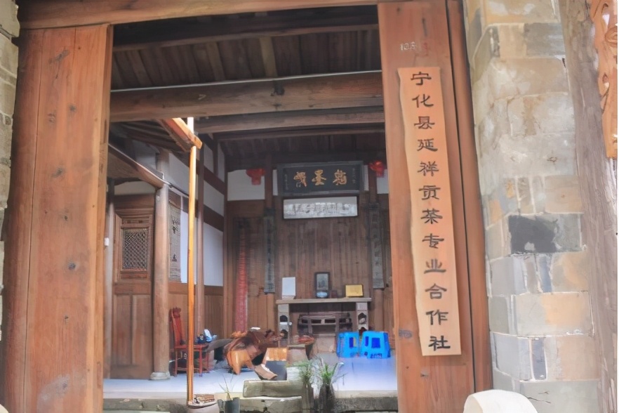 返乡创业带动村民致富,返乡创业的新农人做茶