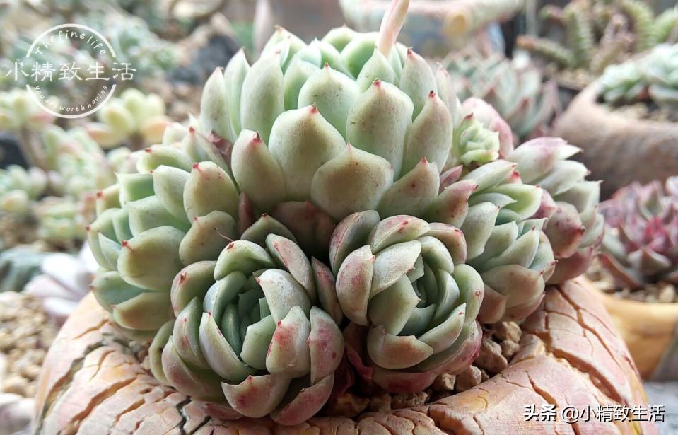 多肉夏季几度可以露养,夏天高温多肉可以露养吗