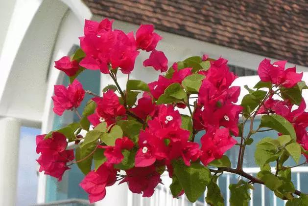 养花如何不把花养死,养花老是养死